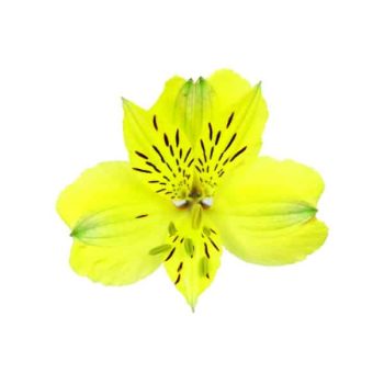 alstroemeria-voyage