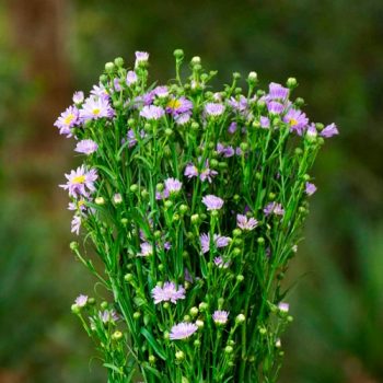 aster_mdl_flores_panama2