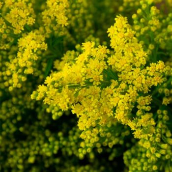 aster_mdl_flores_panama3