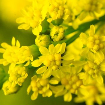 aster_mdl_flores_panama5