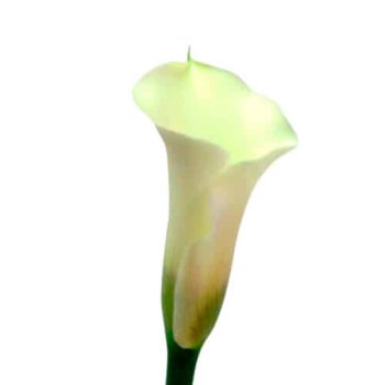 calla_mdl_panama1