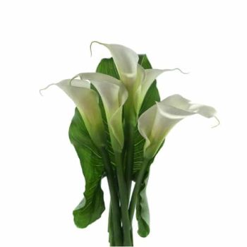 calla_mdl_panama6 (1)