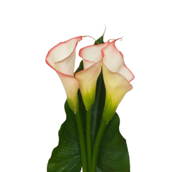 calla_mdl_panama6 (1)