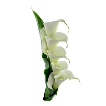 calla_mdl_panama6 (2)