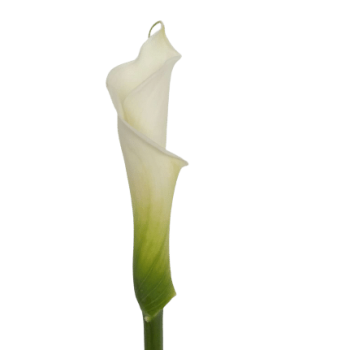 calla_mdl_panama6 (3)