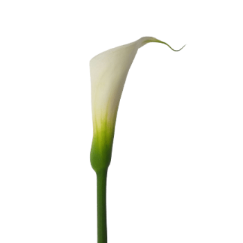 calla_mdl_panama6 (4)