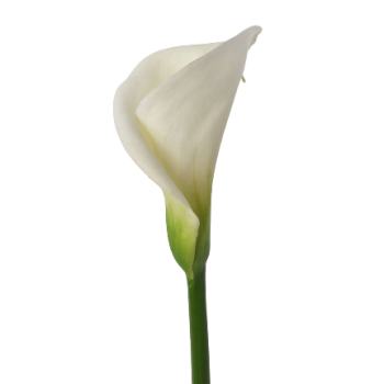 calla_mdl_panama6 (6)