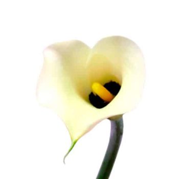 calla_mdl_panama_OK_2
