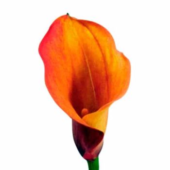 calla_mdl_panama_ok_10