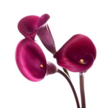 calla_mdl_panama_ok_11