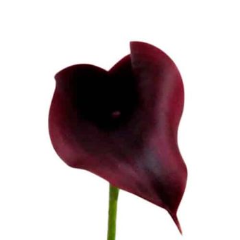 calla_mdl_panama_ok_3