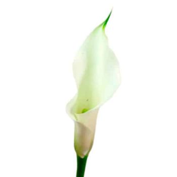 calla_mdl_panama_ok_4