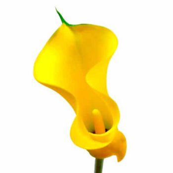 calla_mdl_panama_ok_5