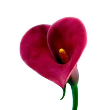 calla_mdl_panama_ok_7