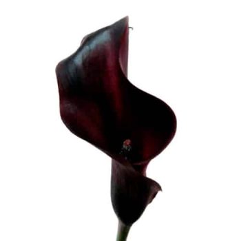calla_mdl_panama_ok_8