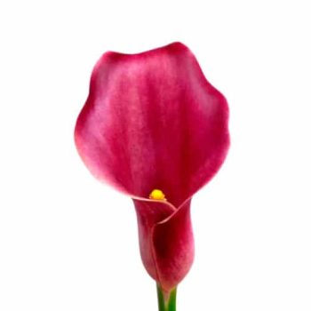 calla_mdl_panama_ok_9
