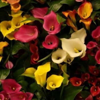 flor calla en panama