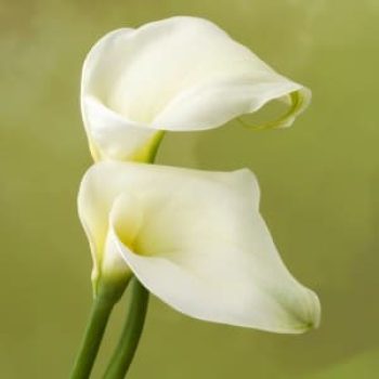 flor calla en panama