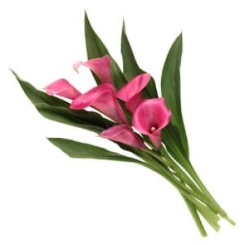 flor calla en panama
