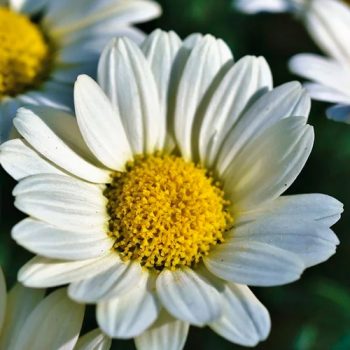 flordaisy_mdl_flores