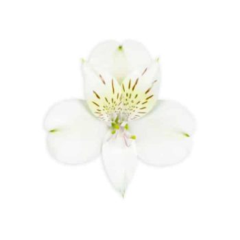 fuji-alstroemeria-c