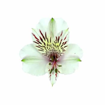 himalaya-alstroemeria-