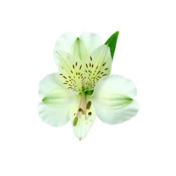 whisthle-alstroemeria